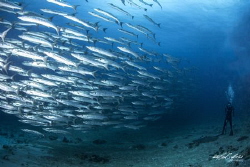 baracudas at the channel maratua by Iqbal Firzi 
